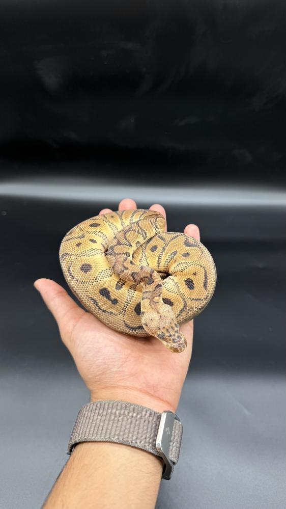 بول بايثون -Orange Dream Fire Clown poss Yellow Belly
