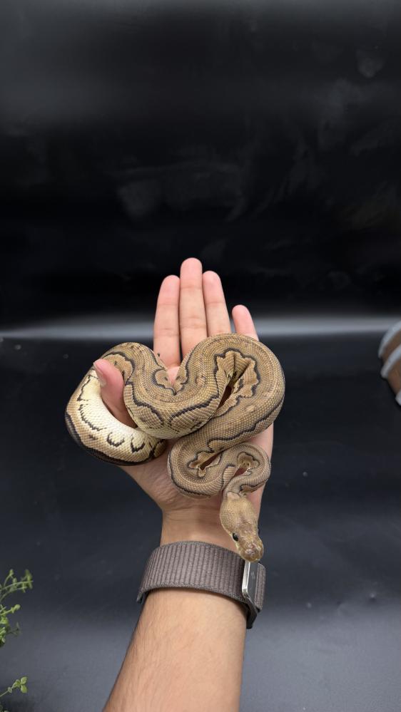 بول بايثون -Cinnamon Redstripe Clown Possible GHI