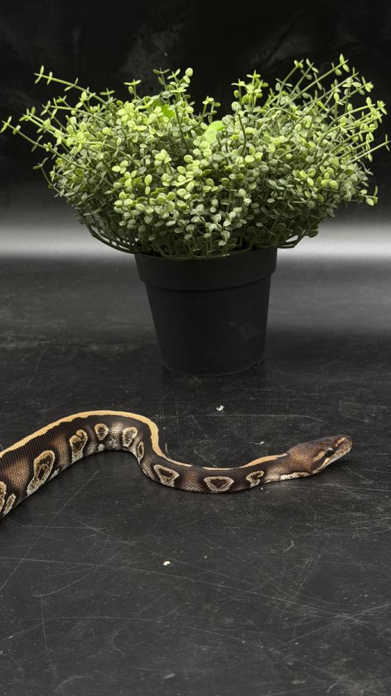 بول بايثون -Stranger het Desert Ghost male