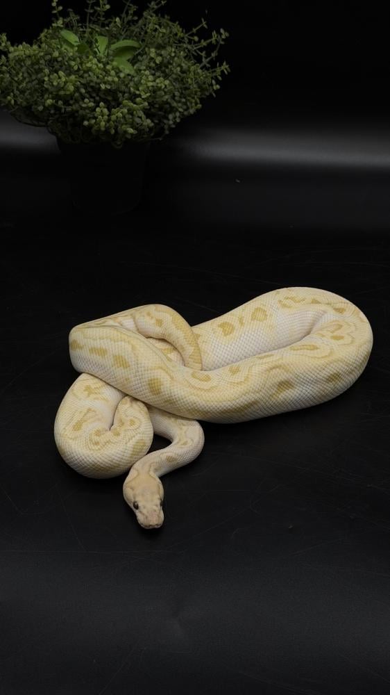 بول بايثون - Fire GHI Butter Clown