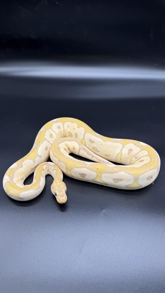 بول بايثون -Banana Clown