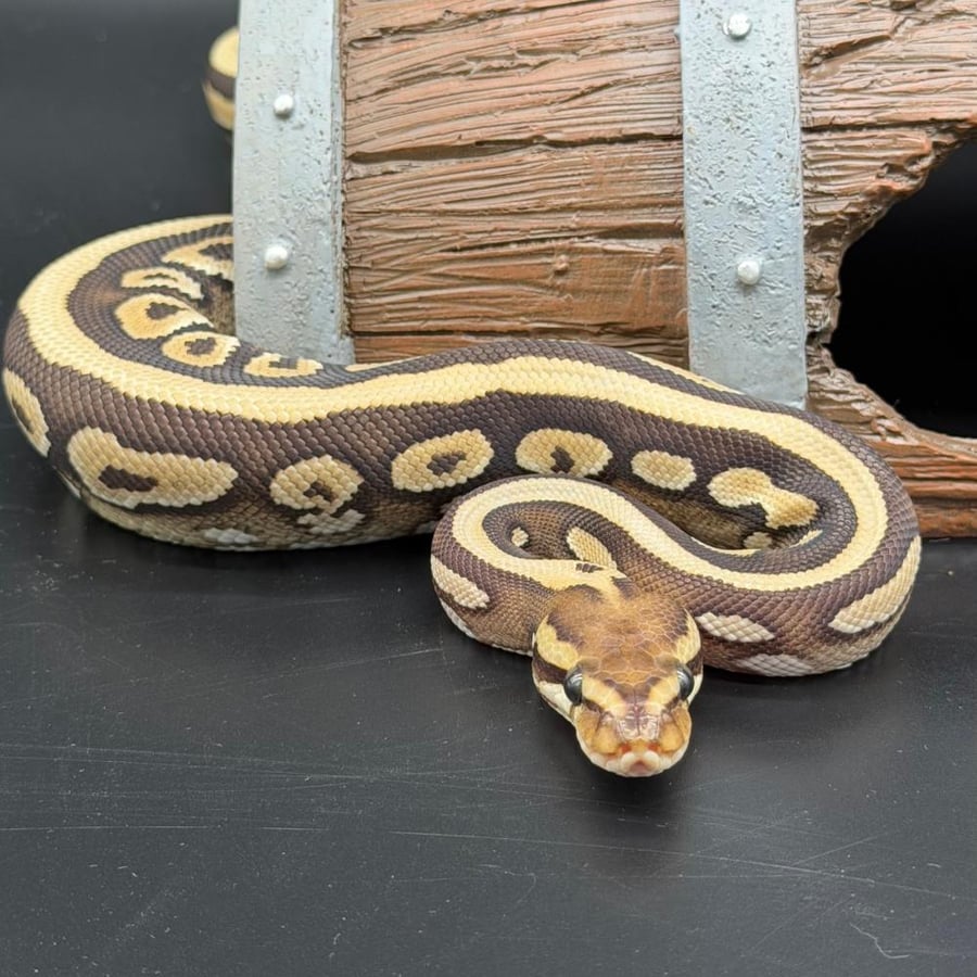 بول بايثون -Mojave Possible Wookie Het Clown