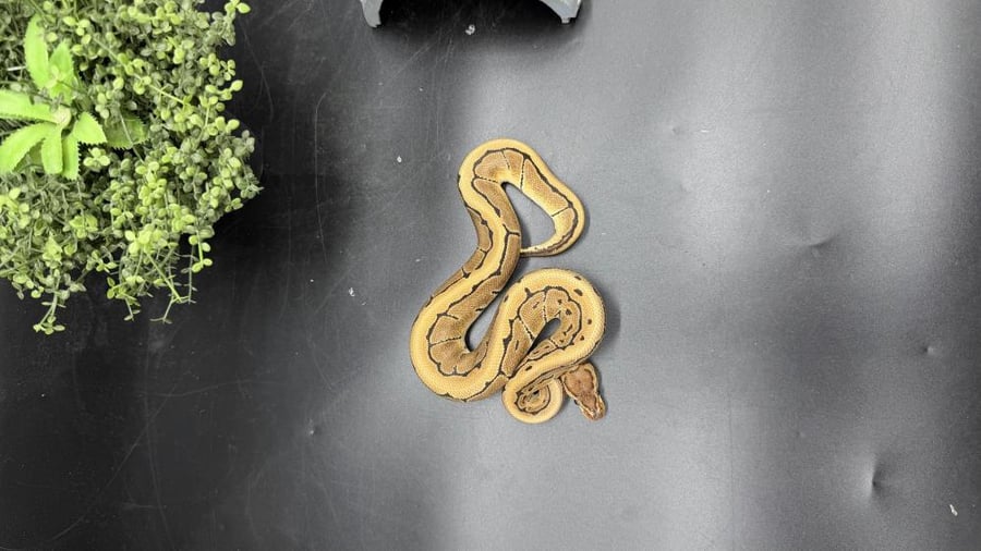 بول بايثون -Pinstripe het Ultramel Clown