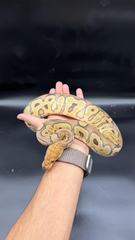 بول بايثون -clown poss Desert Genetic Stripe
