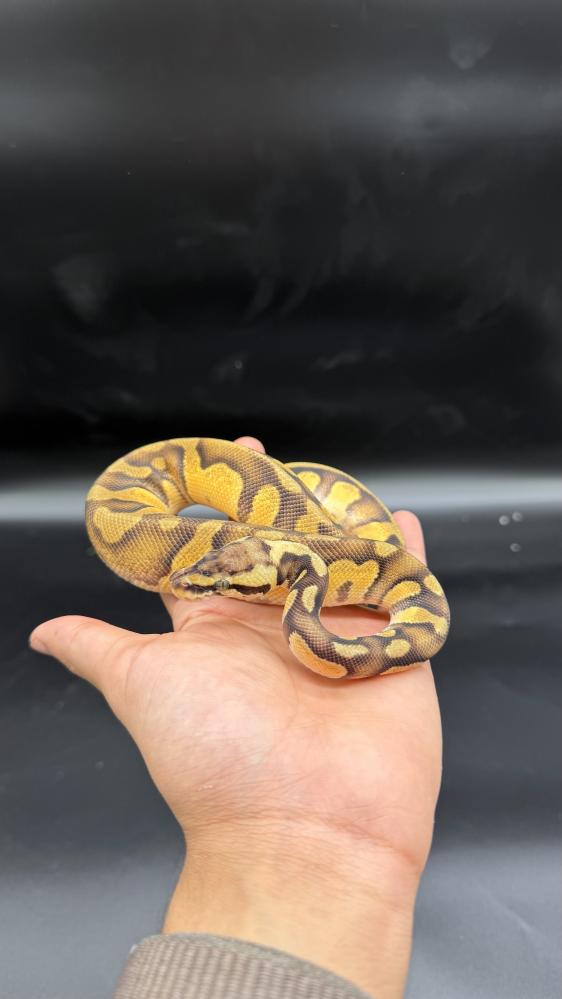 بول بايثون -pastel enchi stranger