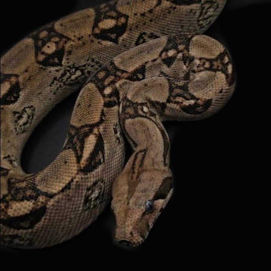 بوا عاصرة حجم M - Boa constrictor