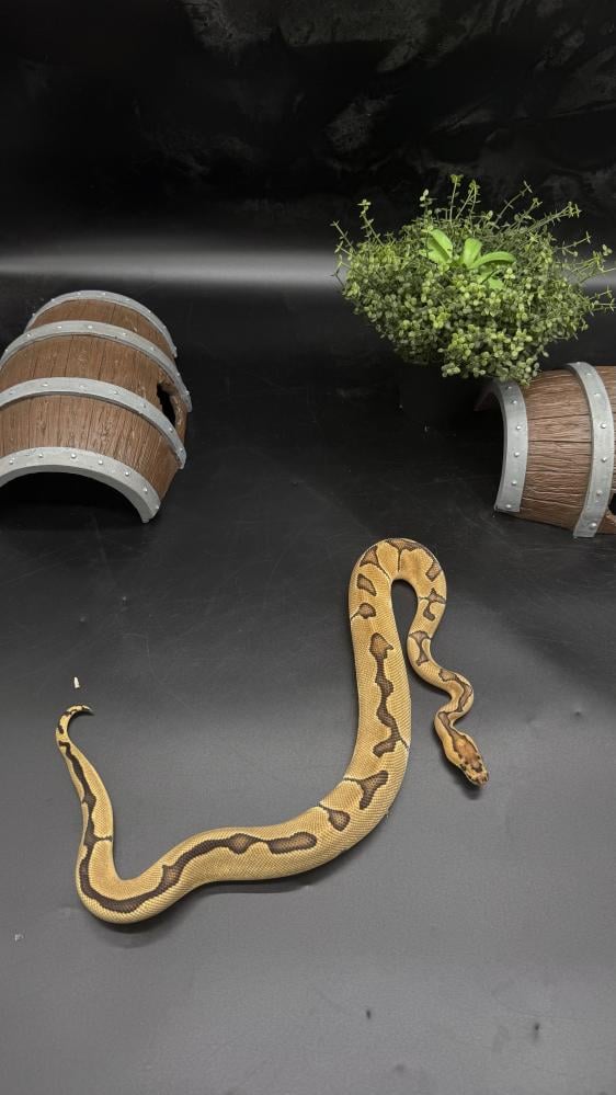 بول بايثون -Enchi Clown