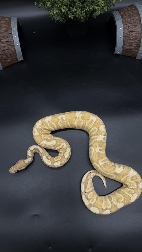 بول بايثون -GHI Banana het Clown