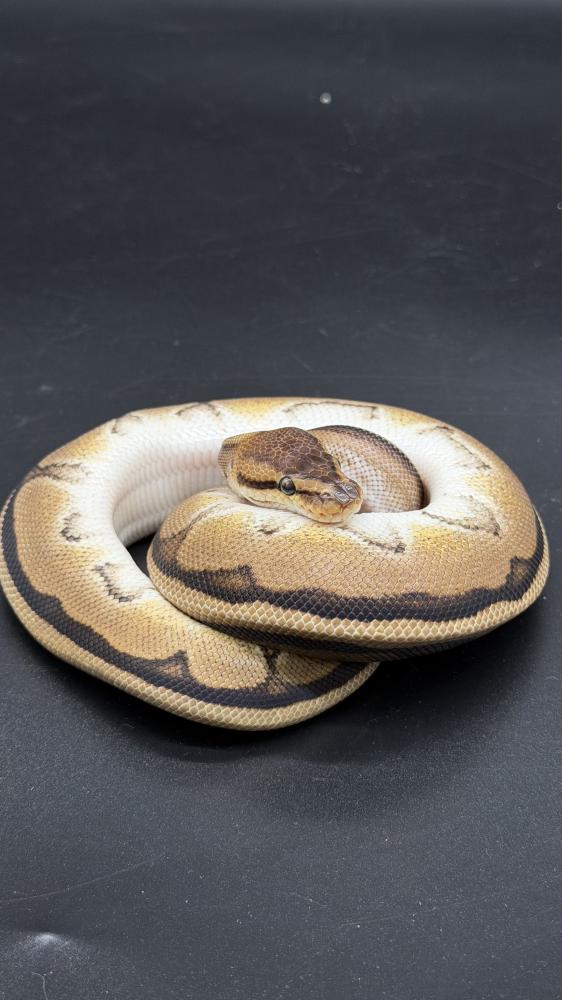 بول بايثون -Genetic Stripe het Clown poss het Desert Ghost