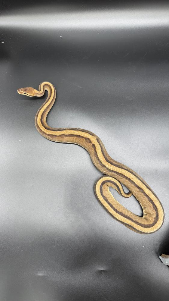 بول بايثون -Genetic stripe poss het Desert Ghost Clown