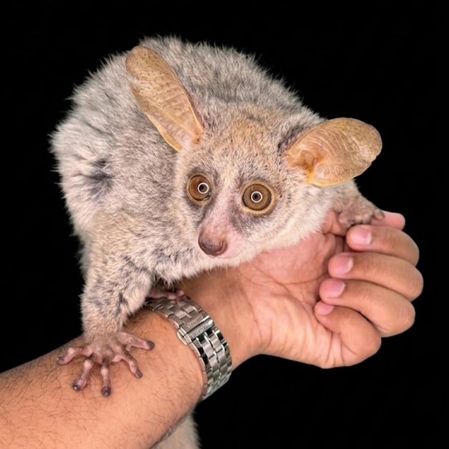 Greater Bushbaby