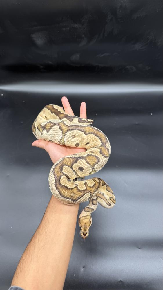 بول بايثون -Orange Dream Fire Clown poss Yellow Belly