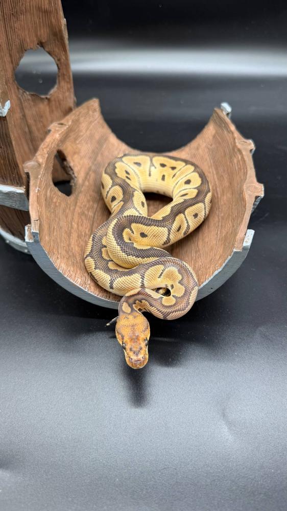 بول بايثون -Clown poss het Desert Ghost