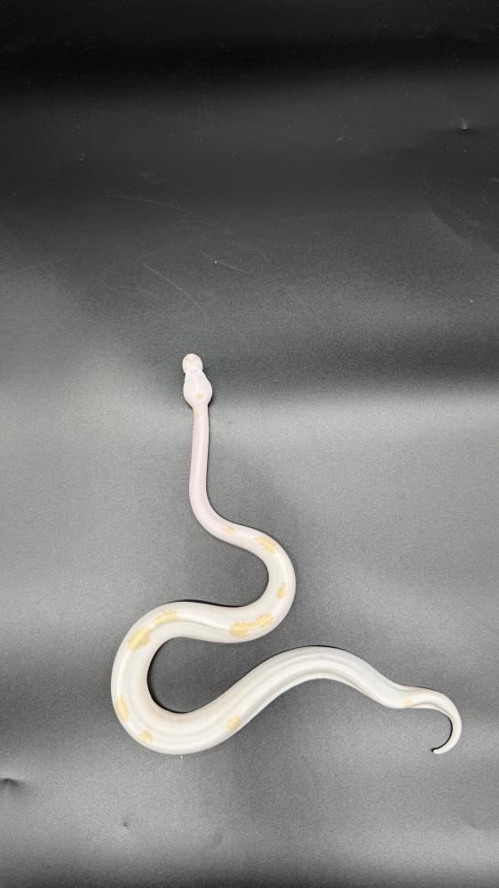 بول بايثون -Super Fire het Genetic stripe clown