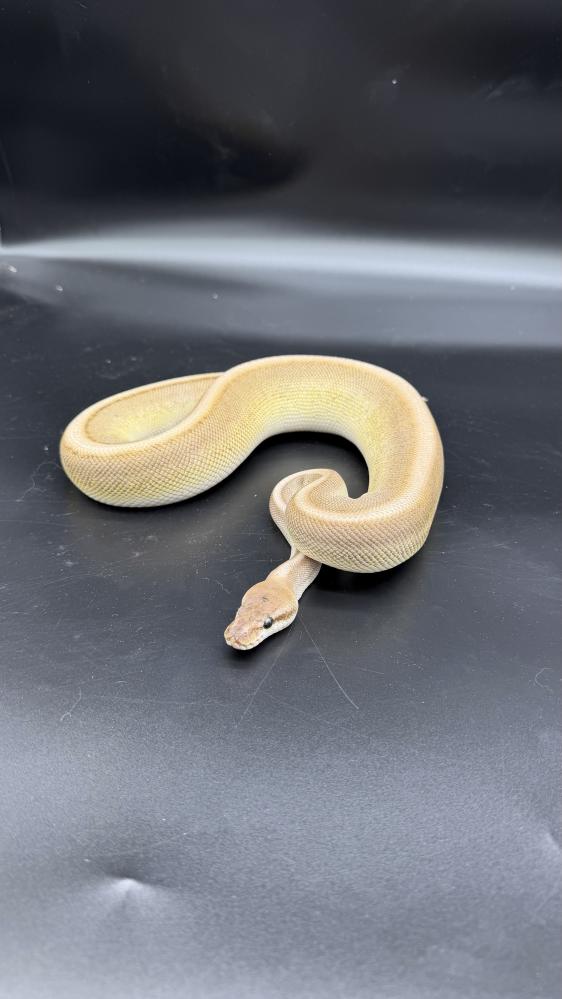 بول بايثون -Butter genetic stripe het desert ghost