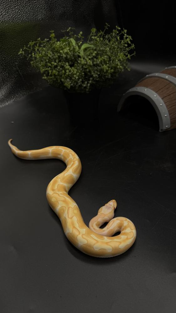 بول بايثون -Enchi Albino poss het Clown