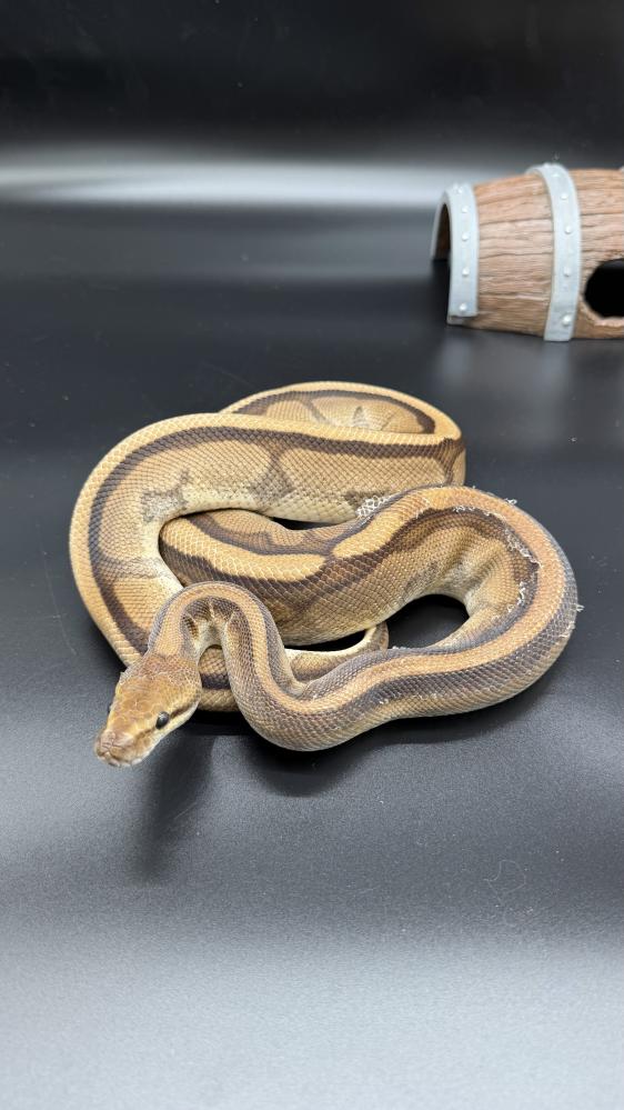 بول بايثون -Genetic Stripe Poss het Desert Ghost Clown
