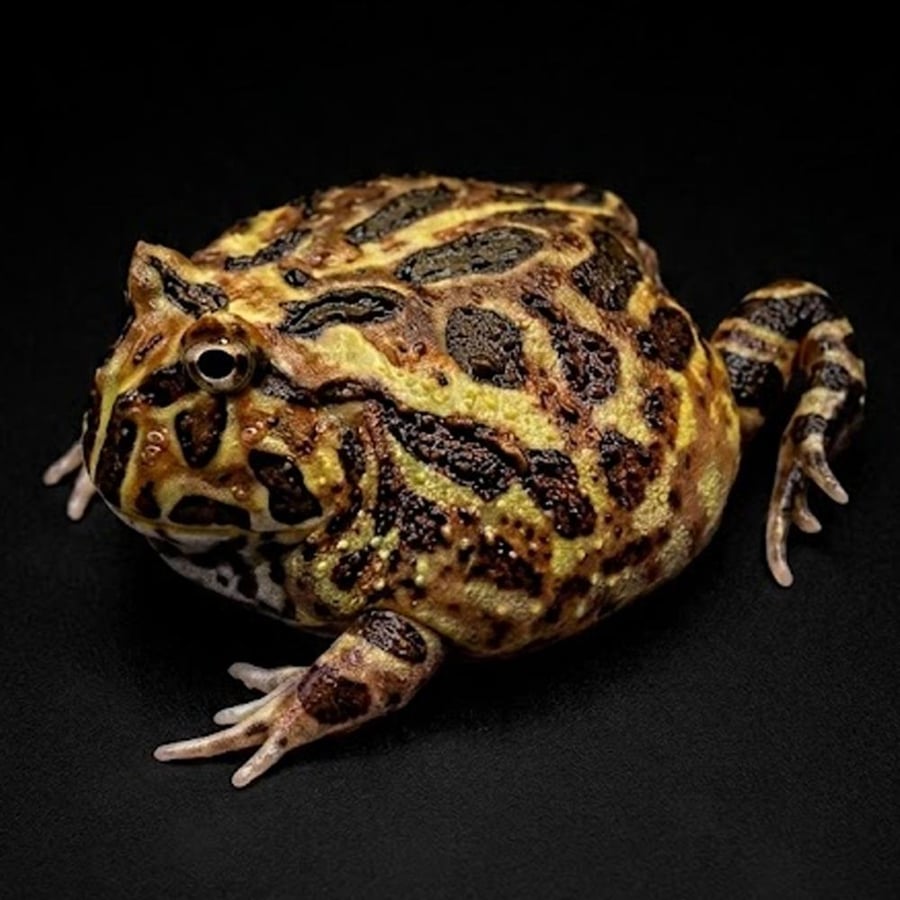 ضفدع باكمان كموفلاج / CAMOUFLAGE PACMAN