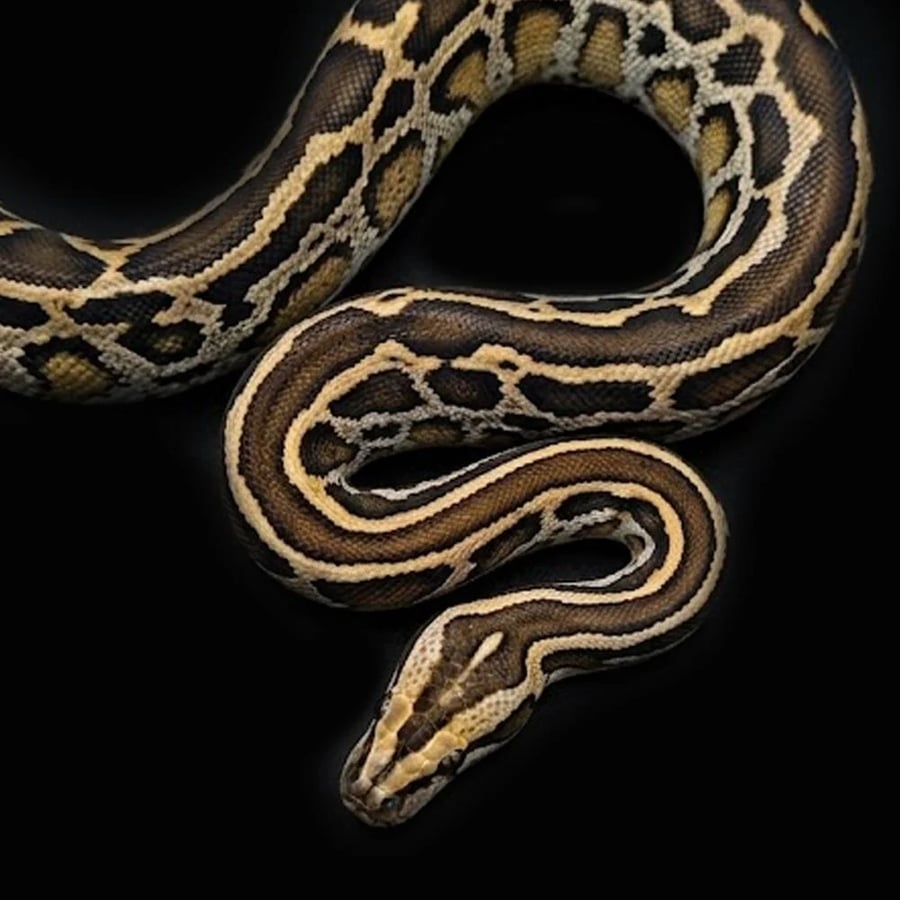 أصلة هيت لابيرانث - Burmese Python Het labyrinth