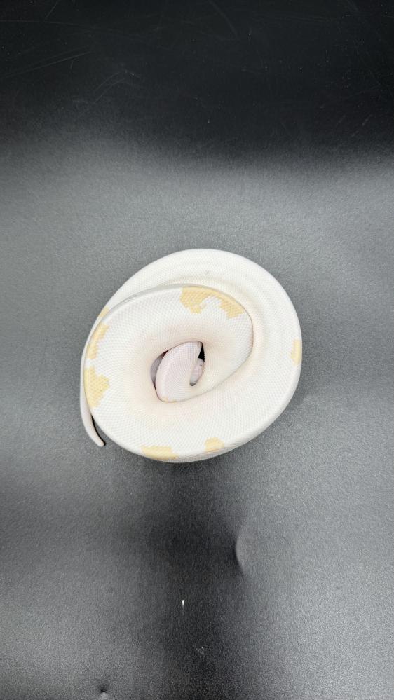 بول بايثون -Super Fire het Genetic stripe clown