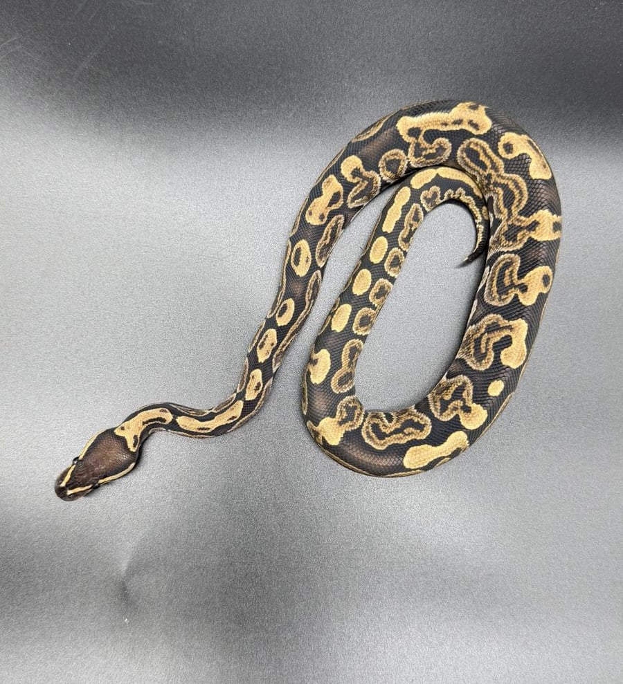 بول بايثون -GHI het hypo clown
