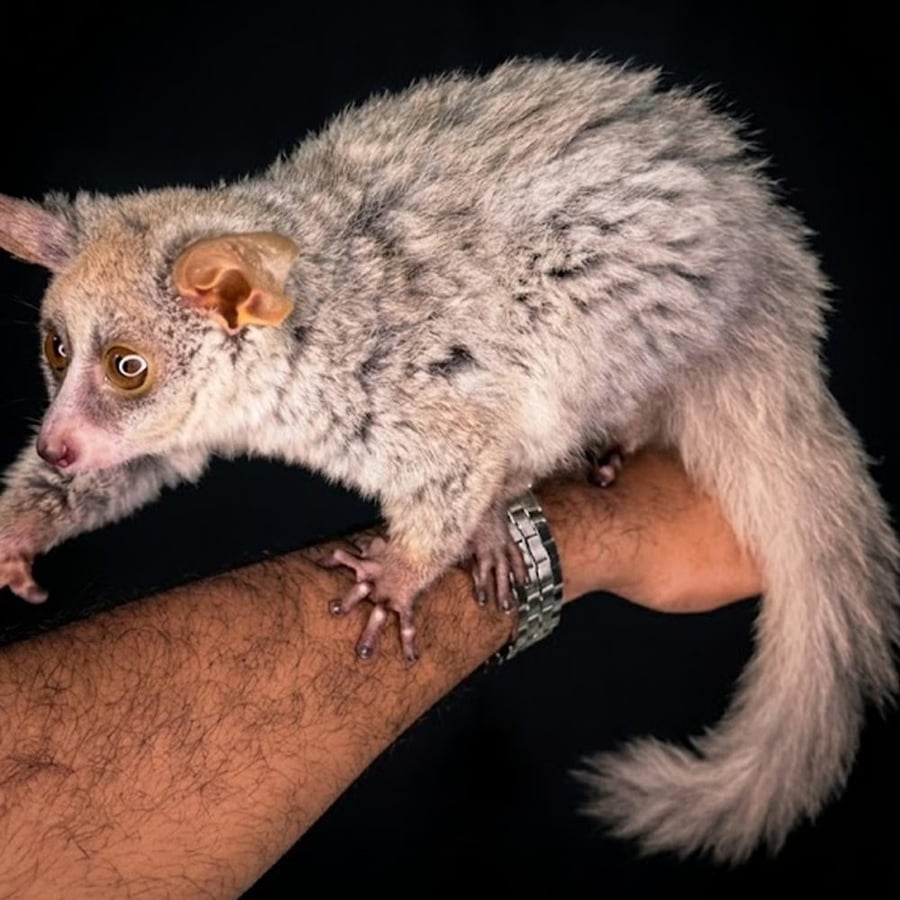 Greater Bushbaby