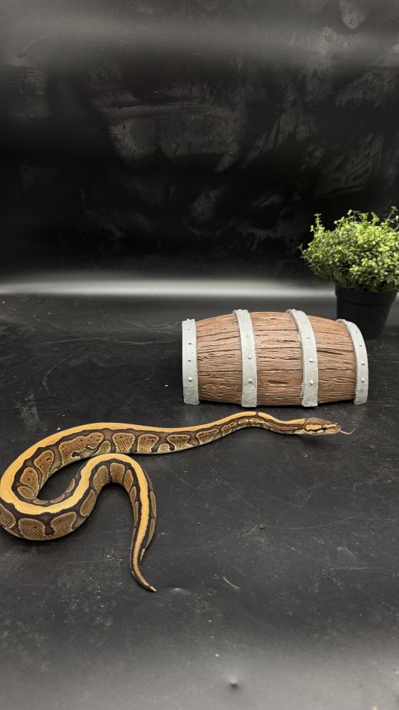 بول بايثون -Redstripe het Clown