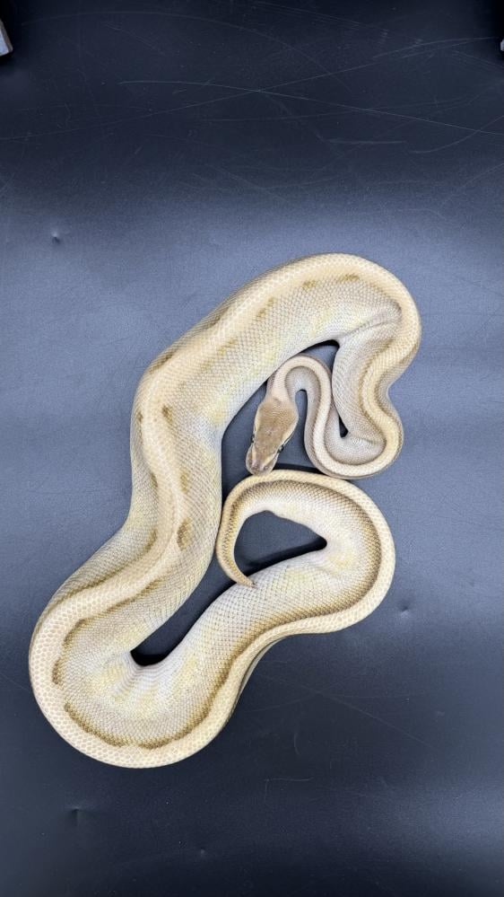 بول بايثون -Cinnamon Butter Genetic Stripe het Desert Ghost