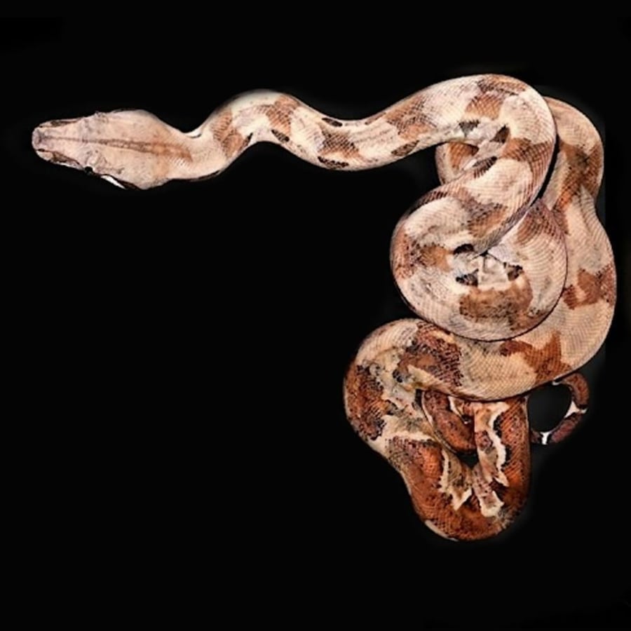 هايبو بوا حجم S - Hypo Poa constrictor