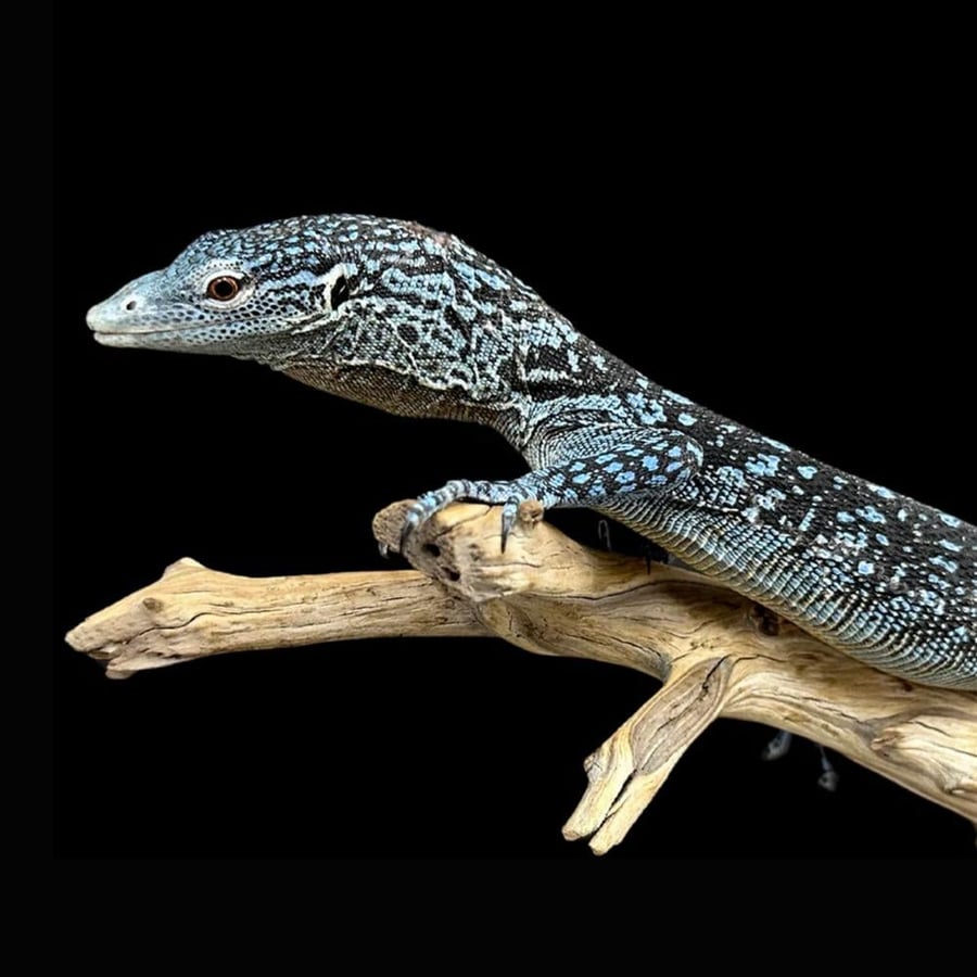 ورل الشجر الأزرق - Blue tree monitor