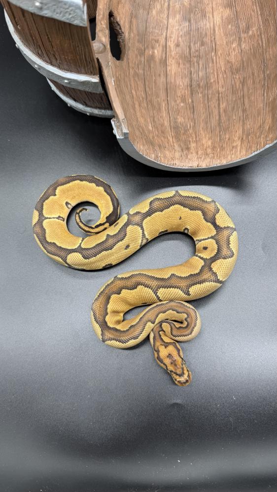 بول بايثون -Enchi Clown