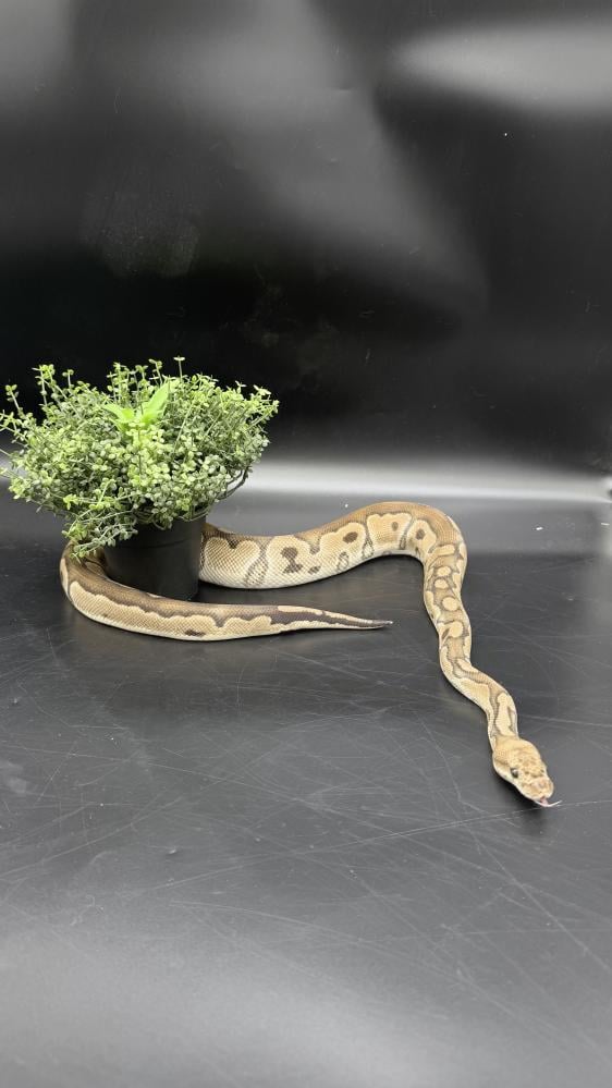 بول بايثون- Leopard Vanilla Clown