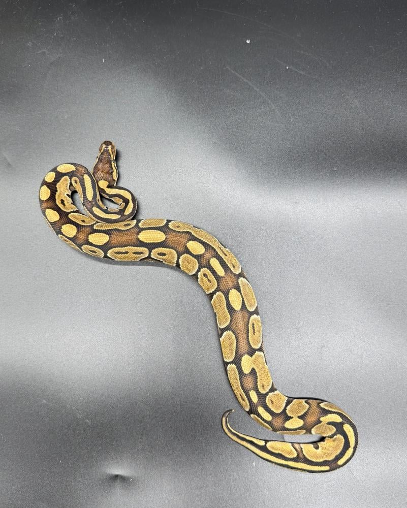 بول بايثون -Enchi Bongo poss het Genetic Stripe Clown