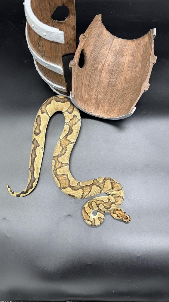 بول بايثون -Enchi GHI Clown