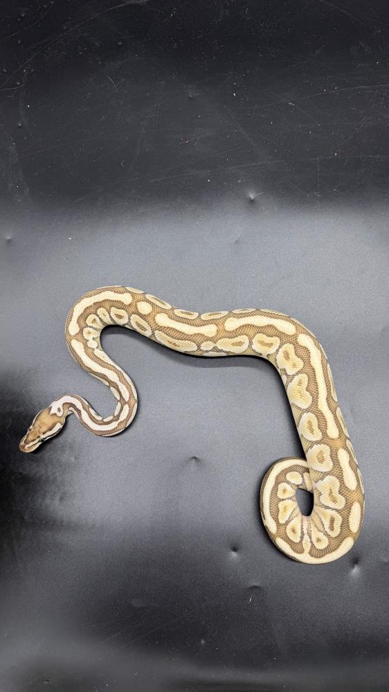بول بايثون -Lesser Spotnose het hypo Clown