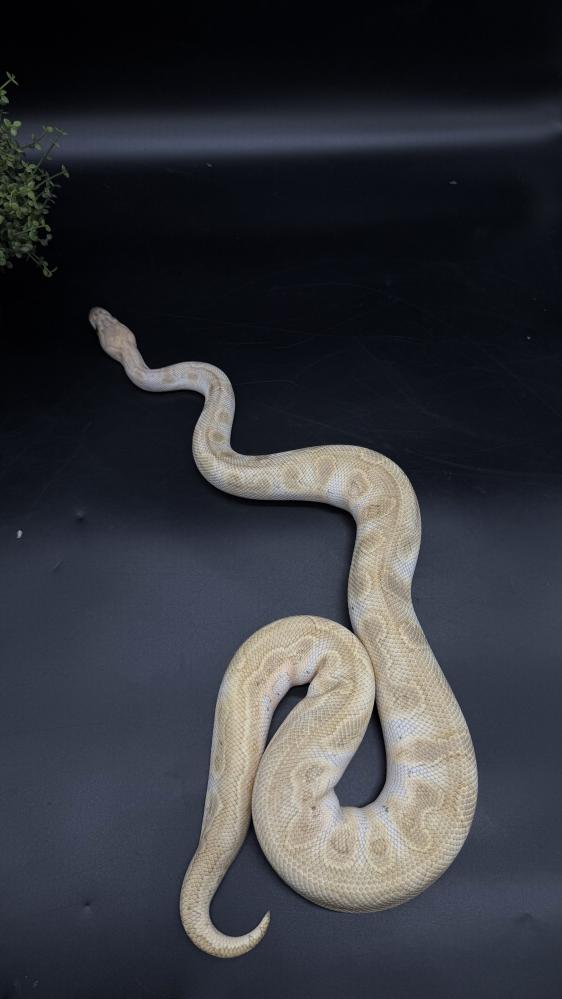 بول بايثون -Enchi Butter GHI CLOWN
