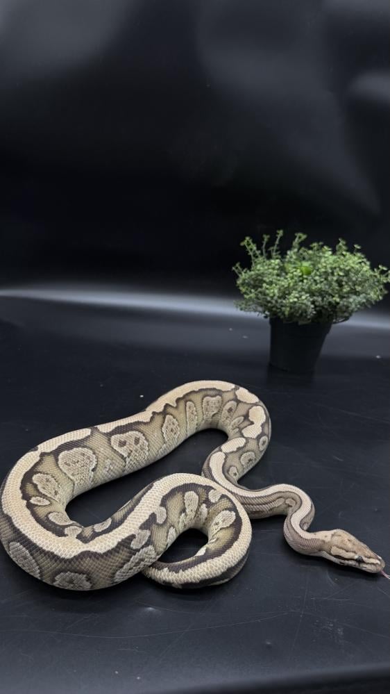 بول بايثون-Fire Redstripe GHI het Clown
