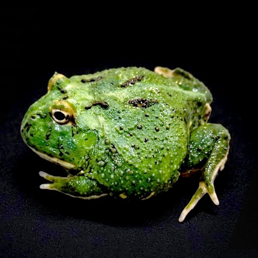 ضفدع باكمان الماتشا / MATCHA PACMAN