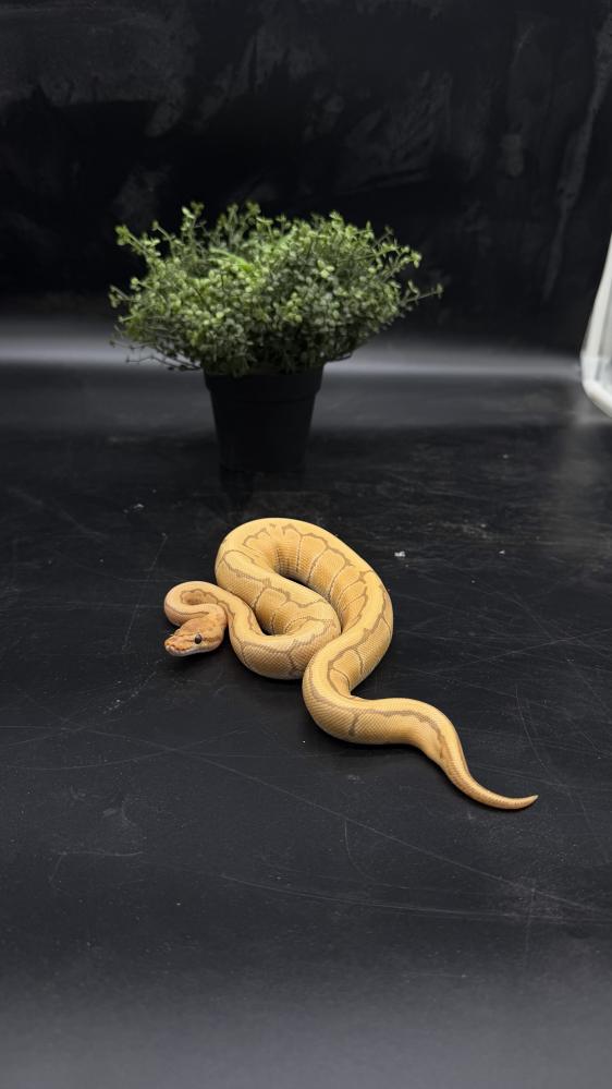 بول بايثون -Ultramel Pinstripe het Clown
