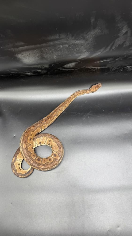 بول بايثون -Clown poss het Desert Ghost Genetic stripe