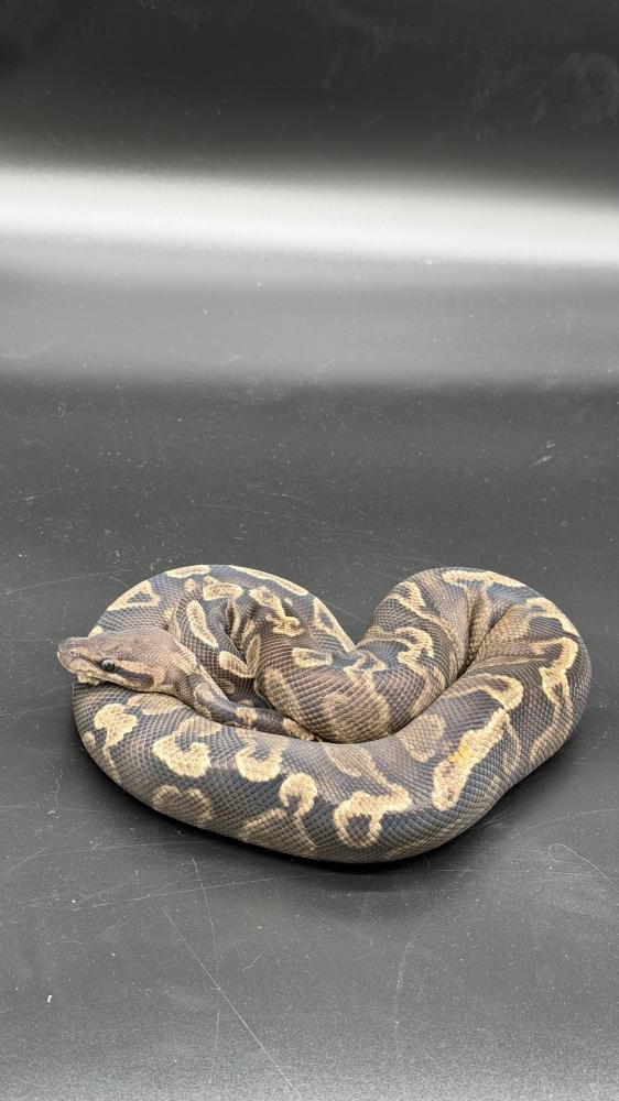 بول بايثون -super GHI vanilla het clown