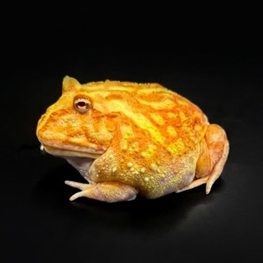 ضفدع باكمان خوخي / APRICOT ALBINO PACMAN