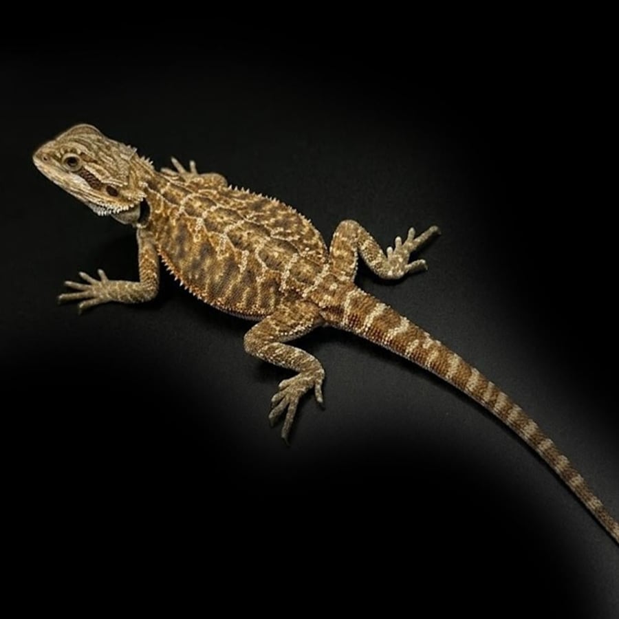تنين ملتحي / بيرددراغون - Citrus Tiger Bearded Dragon