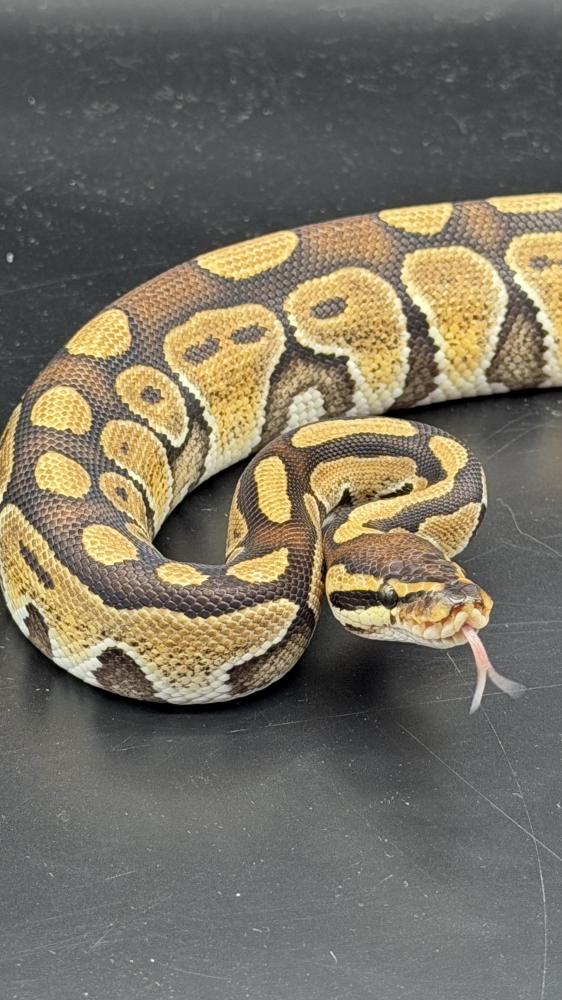 بول بايثون -Enchi Bongo poss het Genetic Stripe Clown