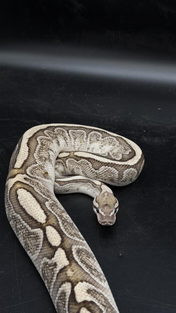بول بايثون -Leopard GHI Bamboo het Clown