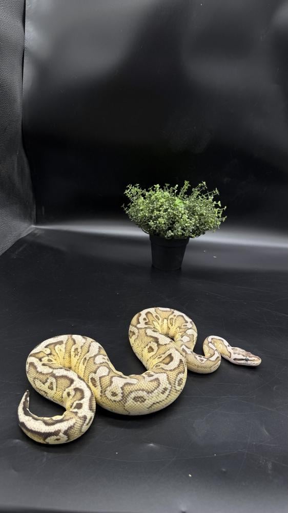 بول بايثون -Pastel Yellow Belly Redstripe het Clown
