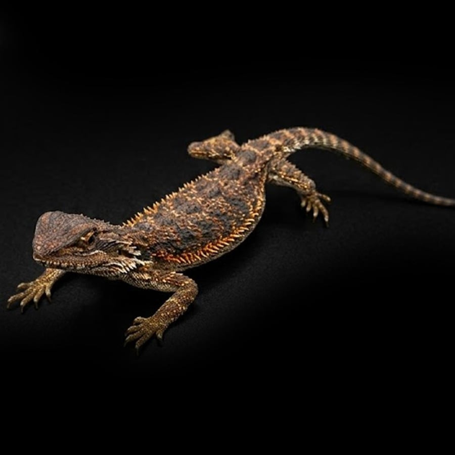 تنين ملتحي / بيرددراغون - dark red bearded dragon