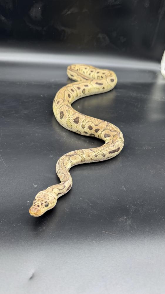 بول بايثون -Pastel Redstripe Yellow Belly Clown