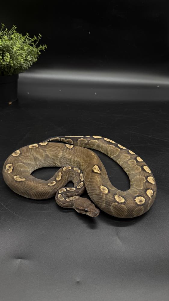 بول بايثون - Black Pastel GHI poss het Clown