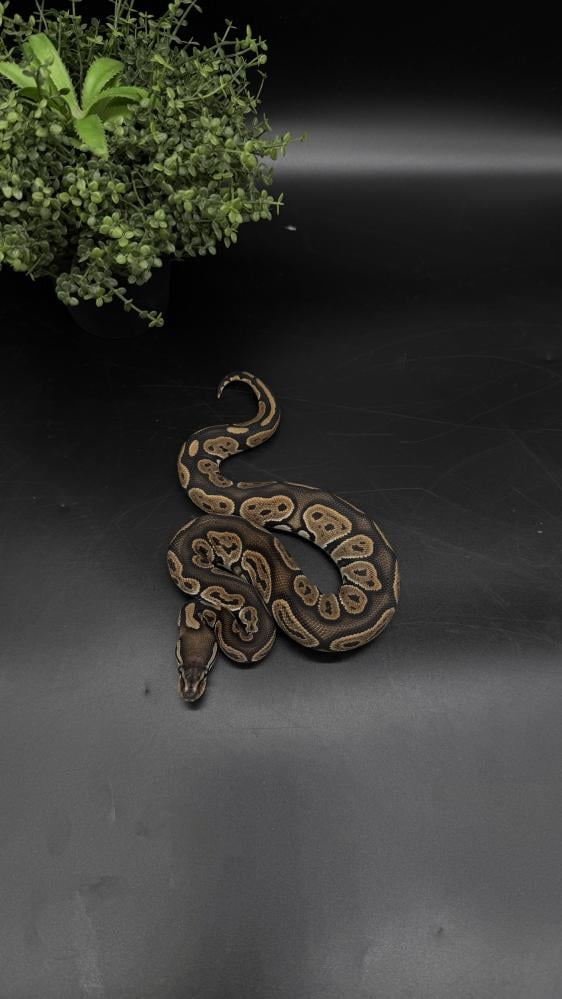 بول بايثون - Black Pastel poss het Albino Clown